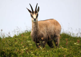 Chamois sur les crêtes