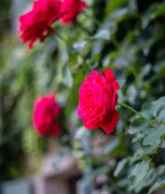 rose sur la façade du gîte de la retorderie