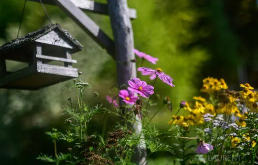 Fleurs et mangeoire dans le jardin