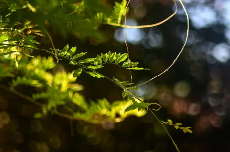 glycine sur la pergola gîte de la retorderie