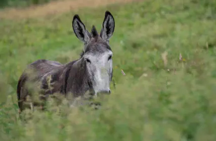 Nos 2 ânesses attendent les caresses