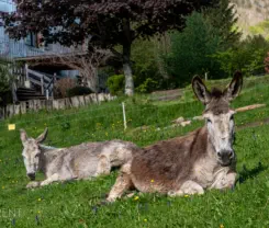 les ânesses au gîte de la retorderie